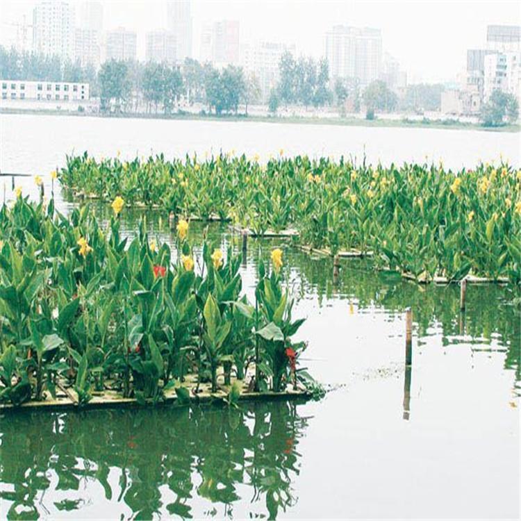 淮北大量沉水植物