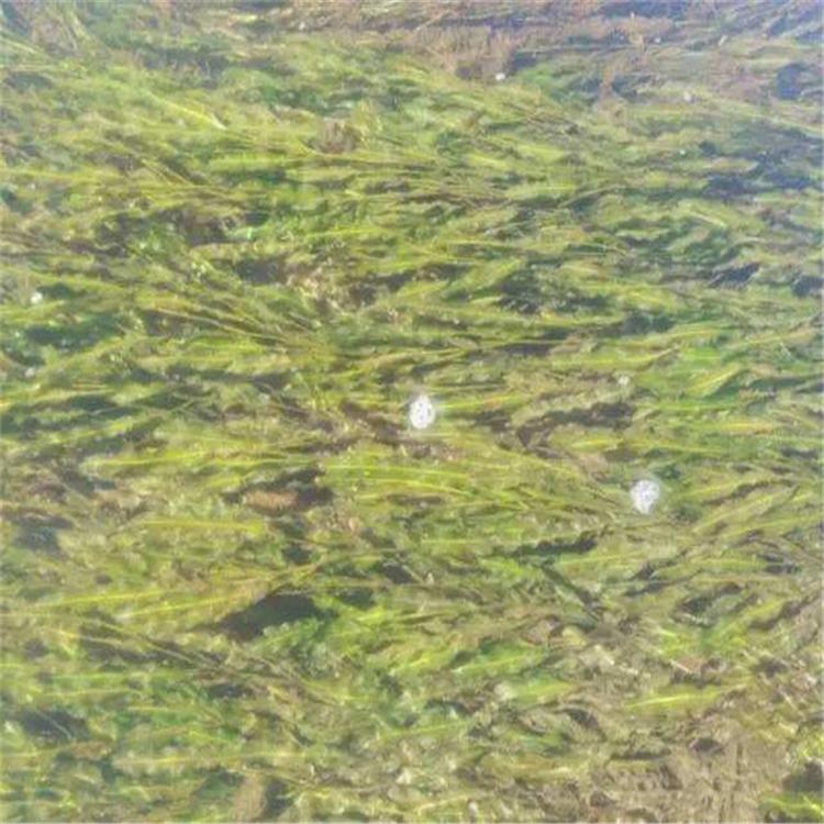 大兴安岭供应睡莲-「军源水生植物」