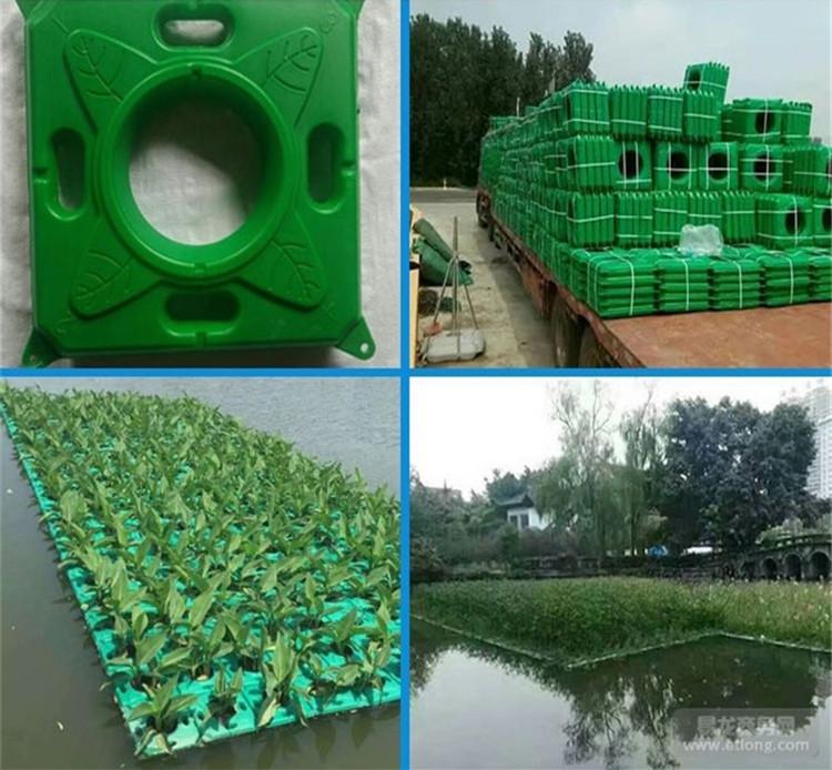 岳阳沉水植物种植