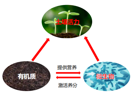 10避免盲目施用微生物肥料,微生物肥料主要是提供有益的微生物群落,而