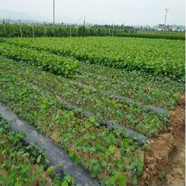 葫芦岛优质葡萄树苗种植基地山东葡萄苗种植基地