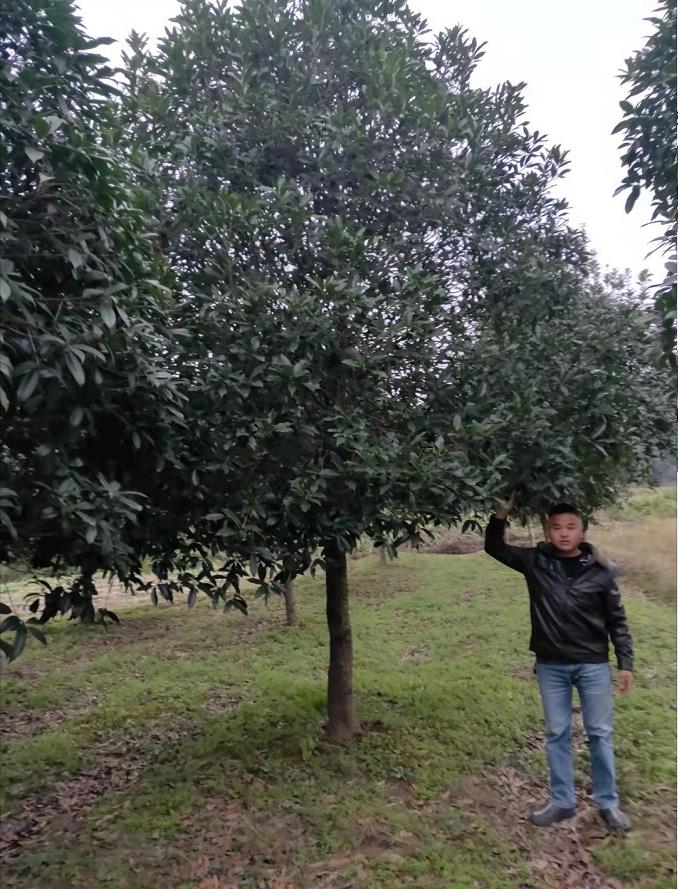 小苗期的整形修剪如果要定向培育桂花树