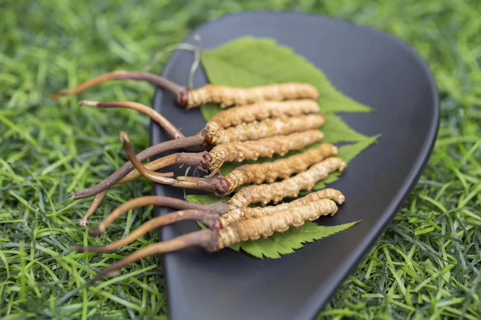 在此,冬虫夏草掌柜为大家进步介绍该方法,即通过泡水来识别冬虫夏草