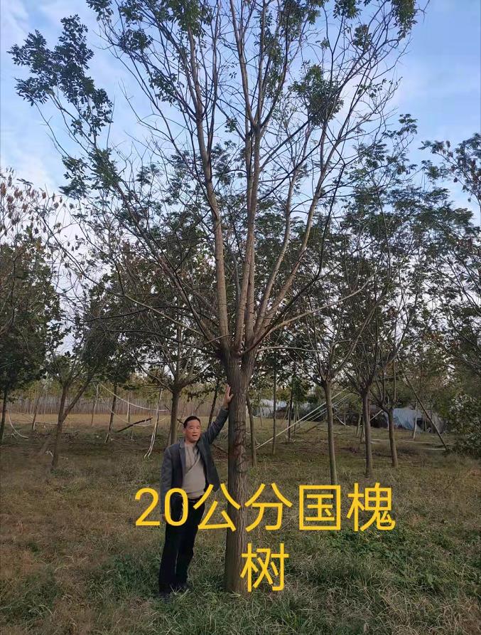 海东哪有10公分西府海棠喜迎顾客