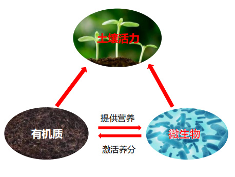 路桥微生物有机肥每亩用多少吨真的很不错2022已更新