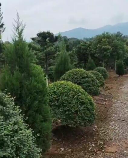 湖北常绿灌木花卉石楠球苗圃基地法国冬青