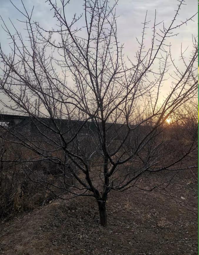 海东榆叶梅出售推荐之二