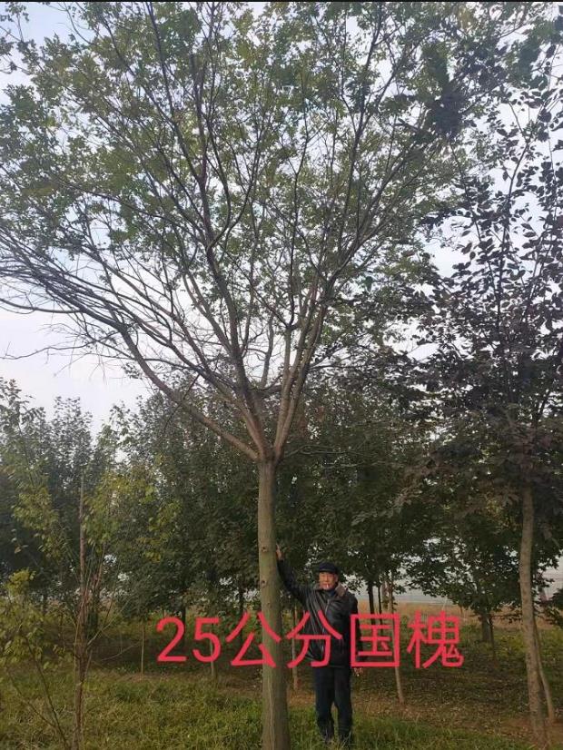 法桐木对于细弱枝进行短截或疏剪,直立枝,平行枝进行疏剪,木生性强健