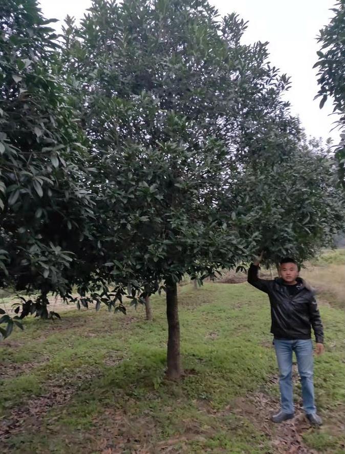 通常以木材,菌类,半腐性叶片为食,在苗圃中,白蚁通常为害新培育的苗木