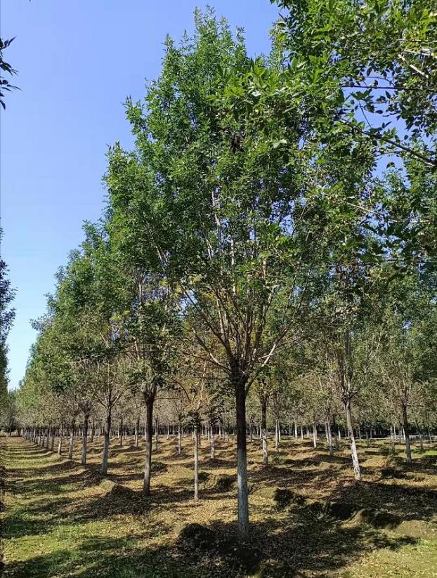 中卫16公分白蜡树价格别拘一格