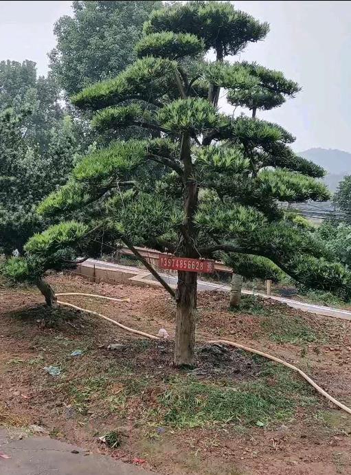 邵阳10公分造型罗汉松基地批发首页推荐