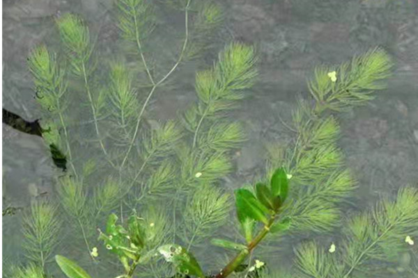 陇南本地轮叶黑藻种植多少钱「荷景水生植物」