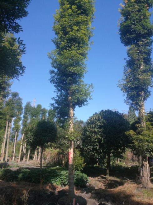 邢台精品金丝楠木树50公分多少一棵成都金丝楠树种植基地
