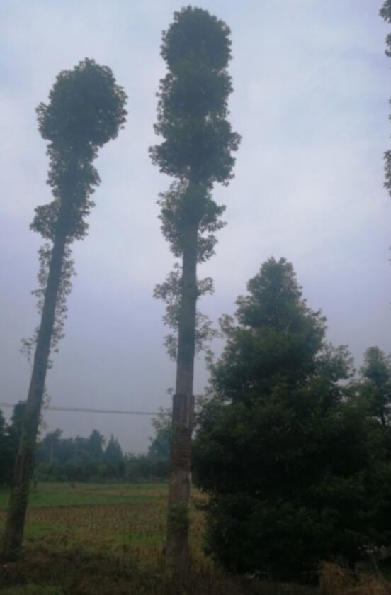锦州10公分金丝楠树的产地在哪里2022已更新今日本地
