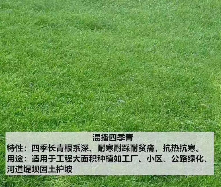 上海草皮的草籽一亩地需要多少种子四季青草籽几月份种