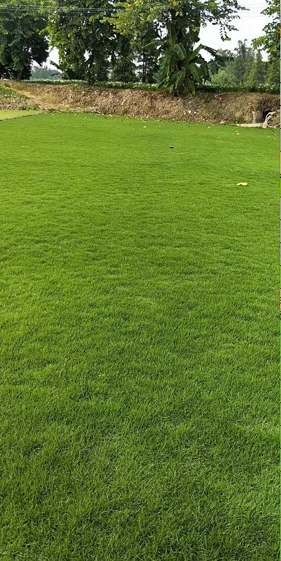 顾名思义,暖季型草坪是一种喜欢温暖湿润的气候的草坪,在我国主要生长