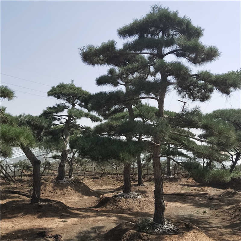 宁德服务专业的山东油松造型树供应真诚合作