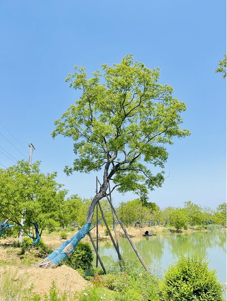 江苏句容玉发苗木种植基地常年种植经营榉树,朴树,乌桕,榔榆,等各种