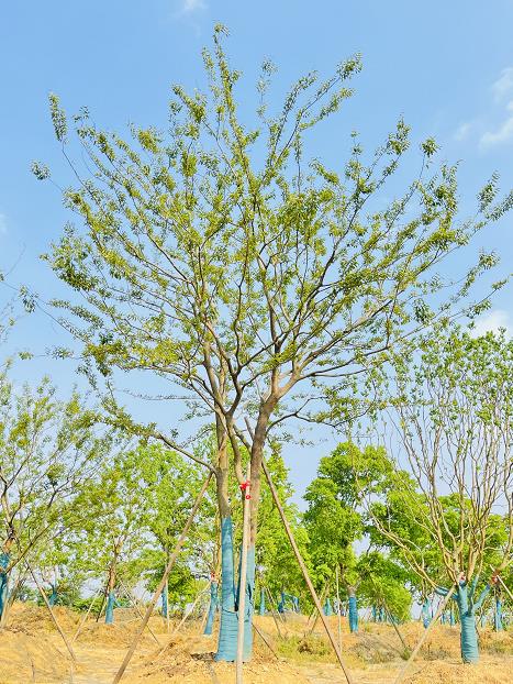 信阳本地40公分单杆朴树2022已更新今日要点